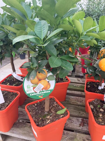 AGRUMES CALAMONDIN