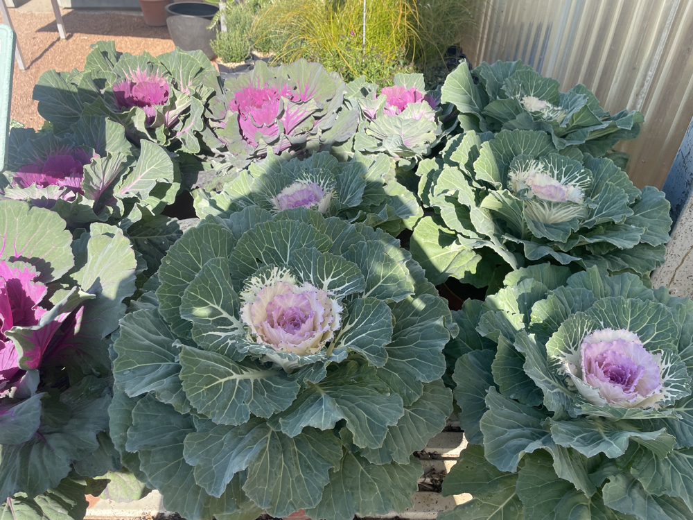 PLANTES DE CIMETIÈRE DE SAISON 