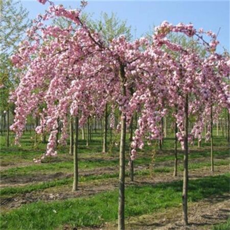 PRUNUS SUBHIRTELLA 