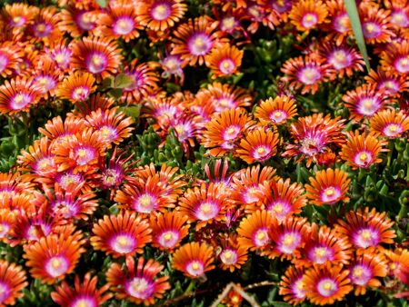 DELOSPERMA