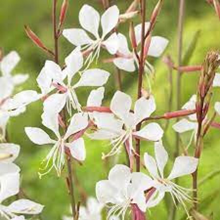 GAURA 