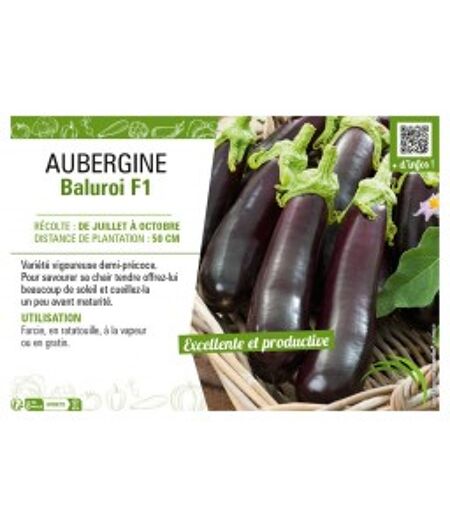 AUBERGINE 