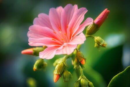 LEWISIA