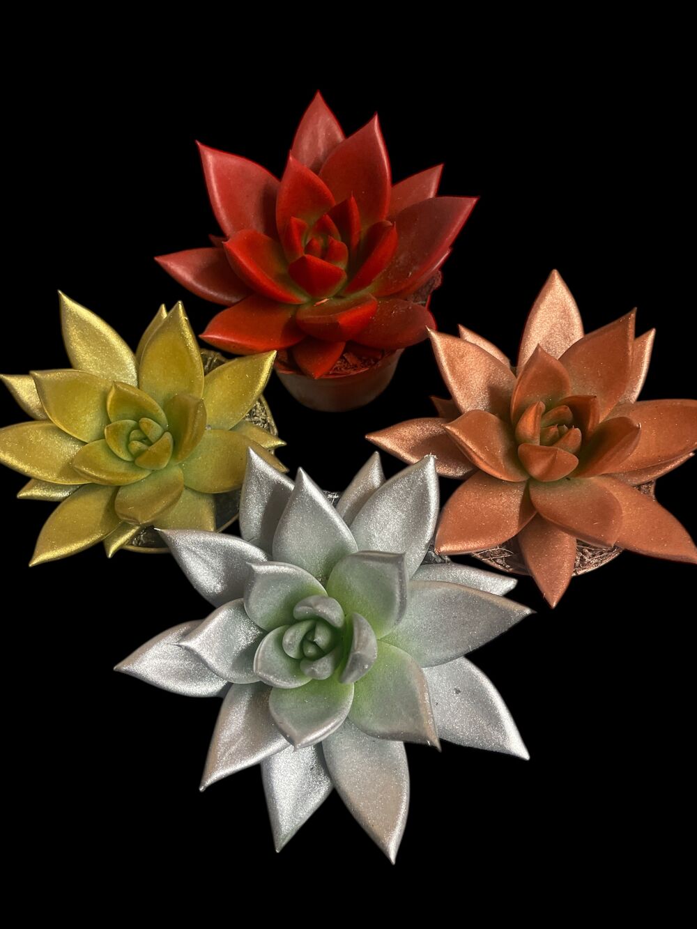 Plantes décoratives de centre de table 