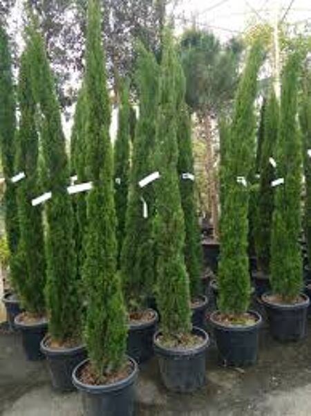 CUPRESSUS TOTEM 