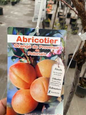 ABRICOTIERS 