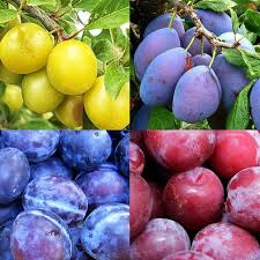 FRUITIERS EN 1/2 TIGE VARIETES POUR VERGER