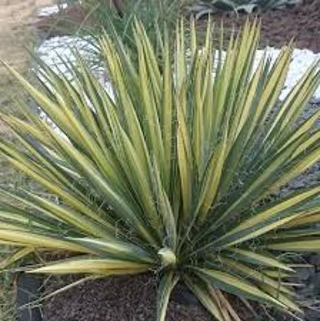 YUCCA FILAMENTOSA