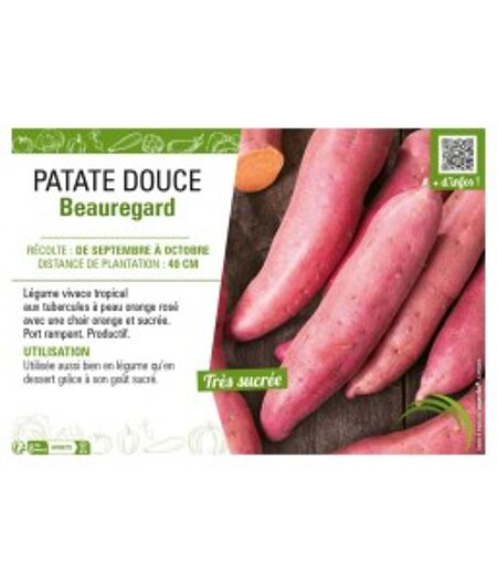 PATATE DOUCE