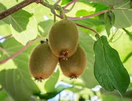 KIWIS 