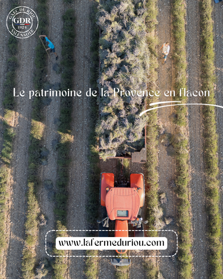 Récolte artisanale de lavande