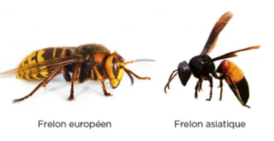 Espèces nuisibles ou invasives n°0