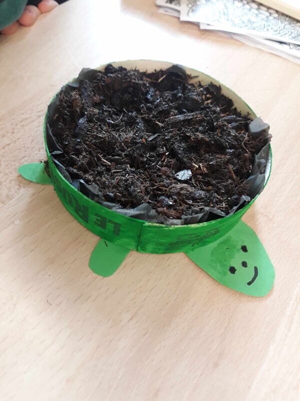 Tortue Punk : plantation