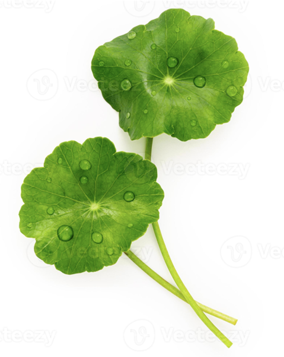 CENTELLIA Photo